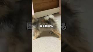 ドライヤーとバトルするそぼろ#犬のいる暮らし #犬のいる生活 #犬の動画 #犬 #ポメラニアン