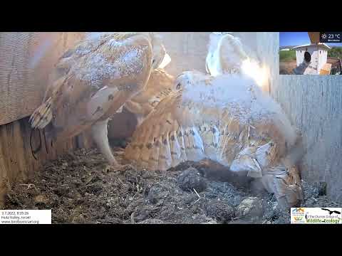 Barn owl nestling pounces directly into some nice wing exercising.  What a cutie.