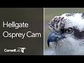 Hellgate Ospreys Nest Cam | Cornell Lab | University of Montana