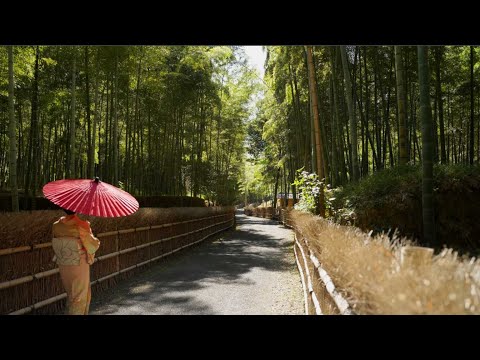 Kyoto Otokuni Bamboo Grove（full）
