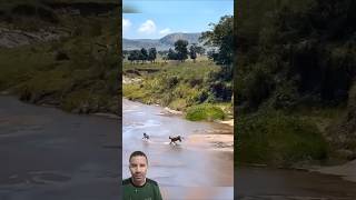 Filhote de Zebra se PERDE e Acaba nas GARRAS da Leoa! 🦓🦁😱