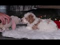 Miniature Poodle dogs for sale: Mateo - Video 1