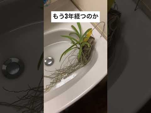 園芸 ヴァンダ