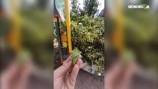 Miniatura do vídeo
