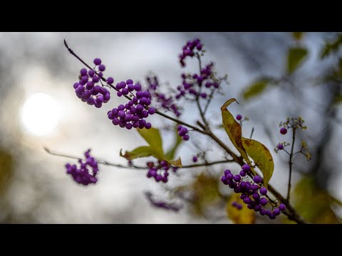 Planting Fields Arboretum - Azalea Walk and Vista Path, Wedell and Edwin Costich Gardens