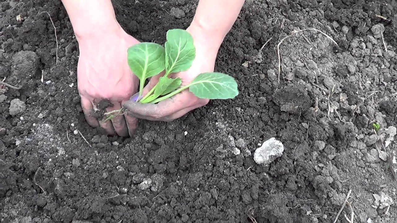 как вырастить капусту