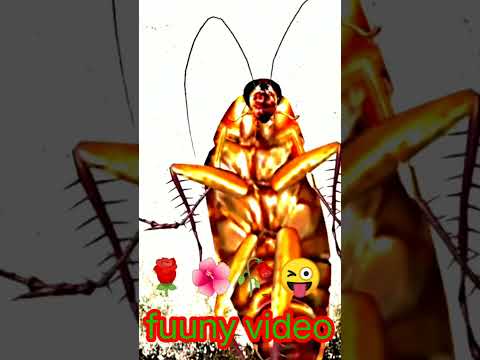 Cute cockroach beautiful dance #shorts #viralshorts #love #funnycomedy #comedy #JDK