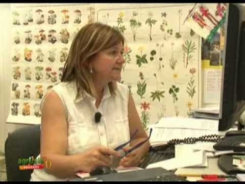 I parassiti di una classe flagellano Verme umano di video