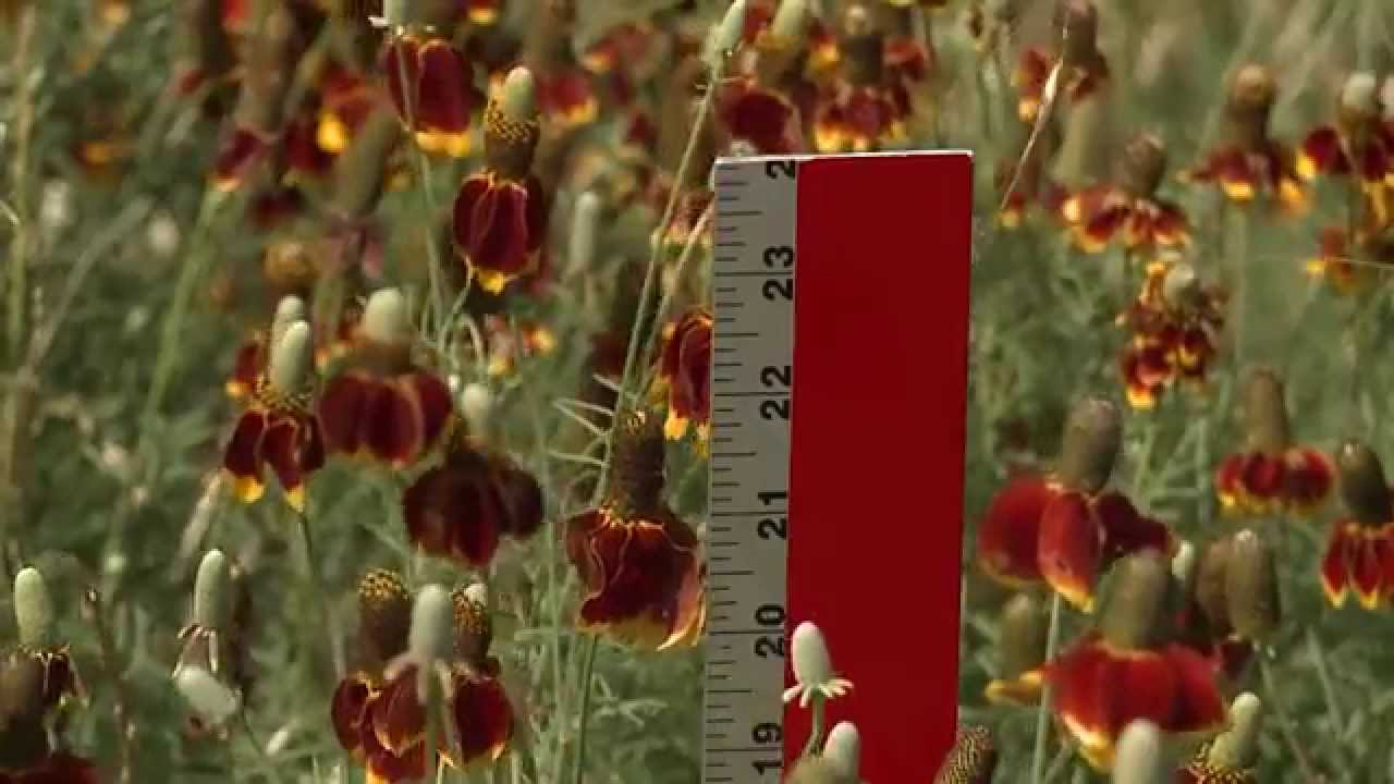 Introducing Code Compliance