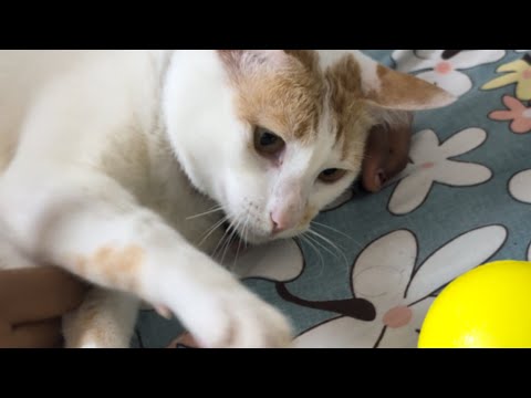 Krish Working Out #love #funny #cat #krish #pets #trending 