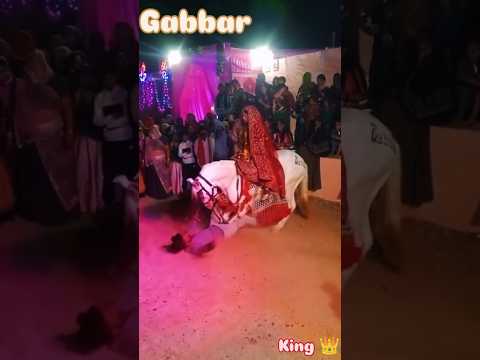 horse 🐴 ka jordra dance #horse #dance #song #viralshorts #shorts #trendingshorts