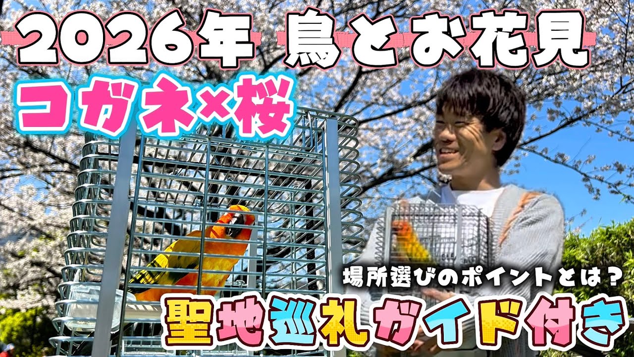 🌸花見リベンジで到達した先がまさかの撮影スポットだったwww📸