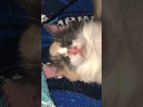 Rescue Kitty Angel Face