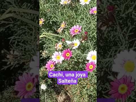 Cachi, un rincón dorado en Salta La Linda. #turismo #salta #viajar