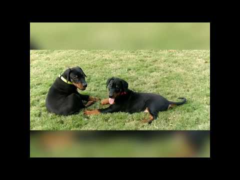 Parry 2 and Cosmo 2 - FunDay :)