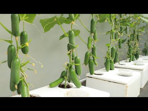 New method to grow cucumber at home - Unbelievably abundant fruit | Cucumber farming | cucumber npk|