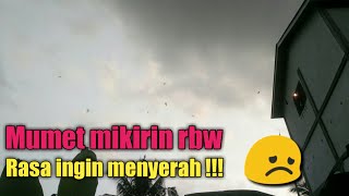 Download lagu rbw lintasan wajib simak videonya mp3 Download lagu rbw lintasan wajib simak videonya mp3