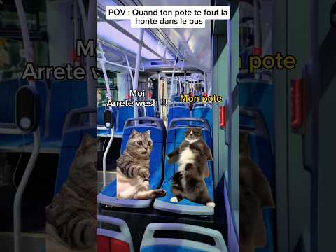 POV : Quand ton pote te fout la honte dans le bus #humour #drole #pov #catmemes #sketch
