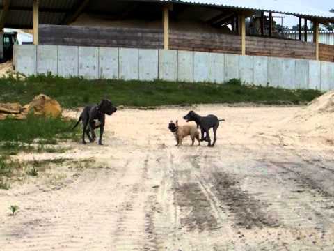 Najah, Diego und Imani