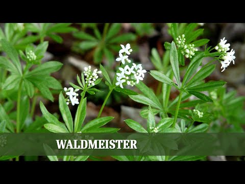 Waldmeister - ein idealer Bodendecker für schattige Ecken