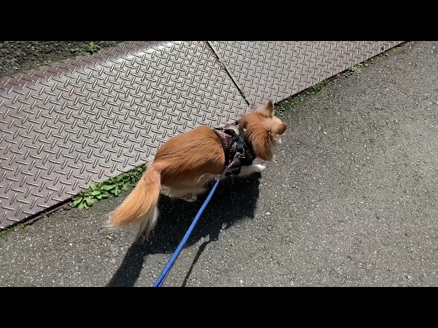 犬靴のおすすめ 履かせやすい 脱げない 嫌がる子にも最適 はなげんきの犬小屋 犬靴のおすすめ 履かせやすい 脱げない 嫌がる子にも最適 はなげんきの犬小屋