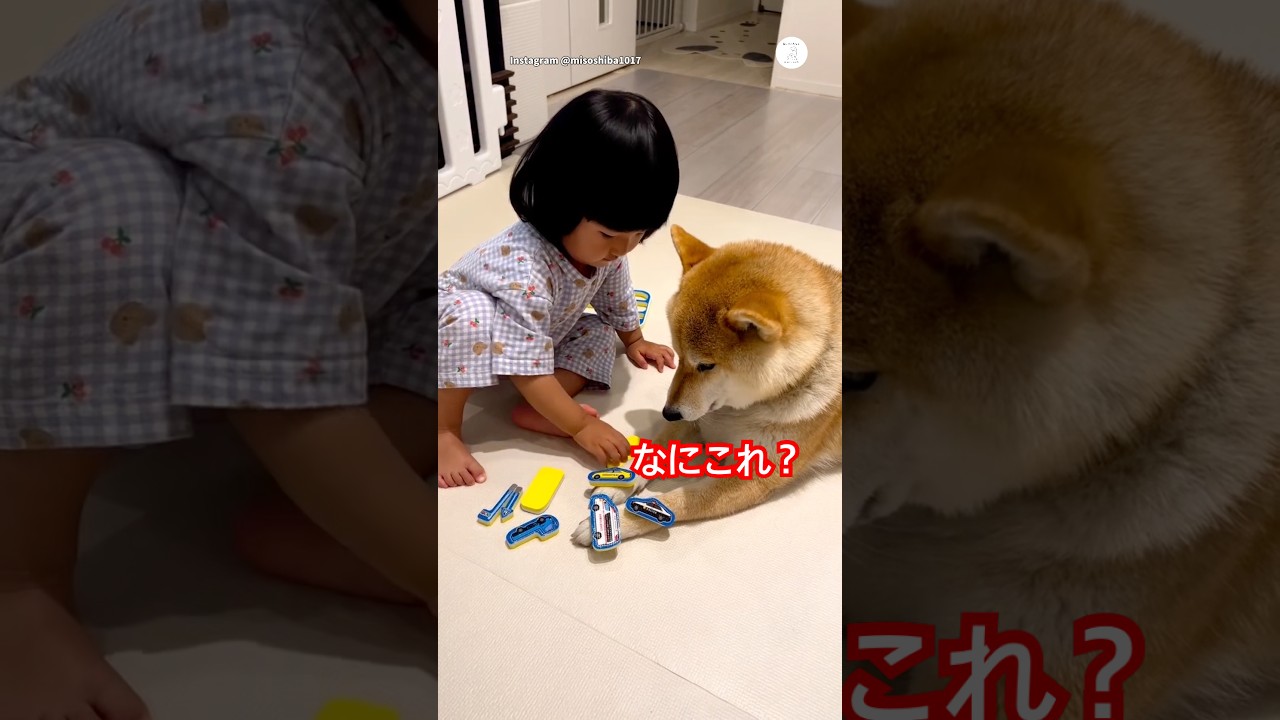 何をされても動じない‼️ 子供に優しい柴犬　　#柴犬　#犬　#いぬ　#かわいい犬 #子供