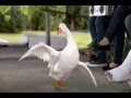 Aflac Sparta 300 Remix
