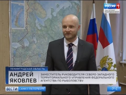 В селекционном центре рыбоводства вылупились мальки палии для Ладожского озера
