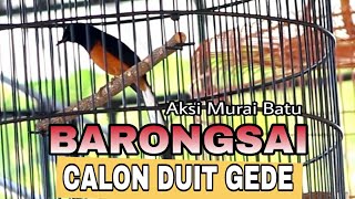Download lagu Aksi Burung Murai Batu BARONGSAI Gaya Masa Kini Calon Duit Gede mp3