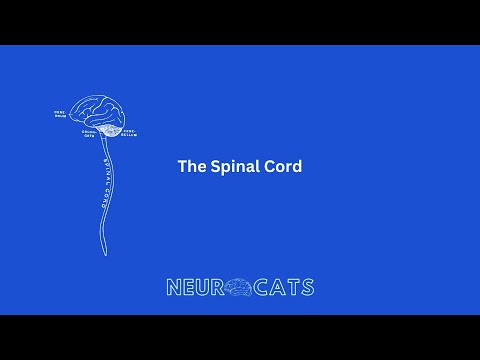 Introduction to the Spinal Cord