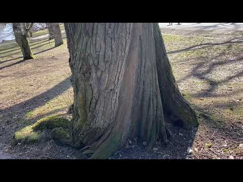 Sahlgrenska till Majorna, påskafton 2021