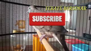 Download lagu PERKUTUT LOKAL GACOR SANG JUARA DAN TERMAHAL mp3