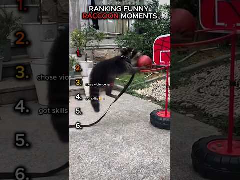 Ranking the Funniest Raccoon Moments  😂🦝 #shorts