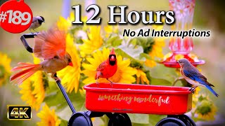 Relaxing TV for Cats 😻12 Hours of Uninterrupted Birds 🐦 Merry Christmas Cat TV
