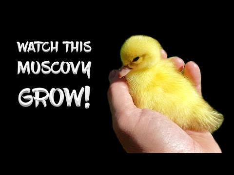 Watch this Muscovy Grow from Duckling to Adult!