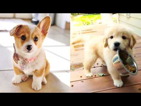 Baby Dogs - Cute and Funny Dog Videos Compilation #25 | Aww Animals | Video & Photo Baby Dogs - Cute and Funny Dog Videos Compilation #25 | Aww Animals | Video & Photo