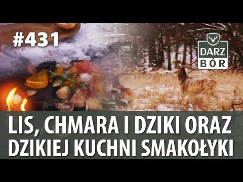 Darz Bór odc. 431 „Lis, chmara i dziki oraz Dzikiej Kuchni smakołyki”