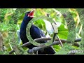 Kuku Kuku Song Lyrics Apt Images