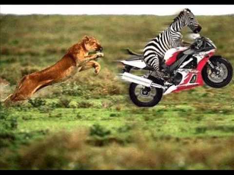 Simon de Jano - ZEBRA IN KONG FUSION (Alexandra Damiani Bootleg)