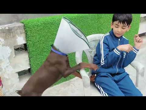 Conquer Your Puppy Biting Problem: Marshall Legs on Garvit