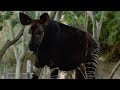 Meet The Herd Okapi At The San Diego Zoo