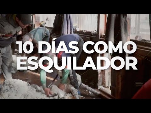 INFORME MALNATTI: 10 días como esquilador de ovejas
