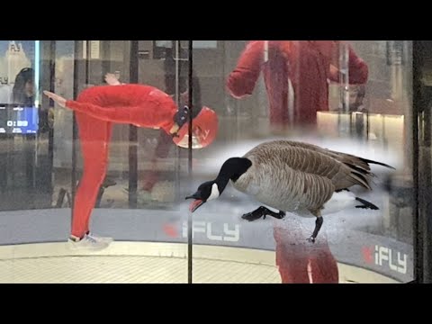 Flying Like An Attack Goose - iFly