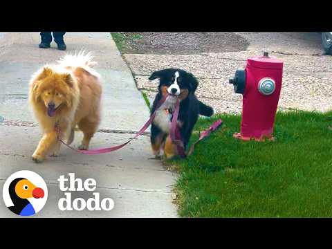 Puppy Guides Her Blind Big Sister on Walks | The Dodo