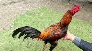 Download lagu Ayam pama iq super mp3