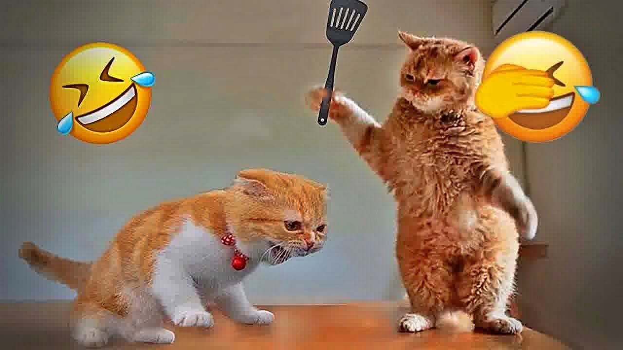 You Laugh You Lose 😝Funniest cat and dog will make you laugh uncontrollably 😝😻