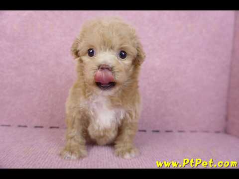 10/13泰迪比熊母幼犬(高雄小港)