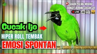 Download lagu 🔴CUCAK IJO GACOR PANJANG ~ AMPUH UNTUK PANCINGAN CUCAK IJO GACOR DONGKRAK EMOSI LAWAN CEPAT JAMTROK mp3