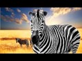 ZEBRA FOR CIRCUS