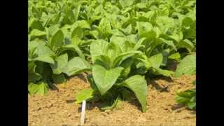 Tera Melos- Weird Circles